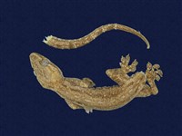 藏品(蝎虎)的圖片
